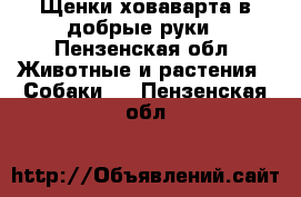 Щенки ховаварта в добрые руки - Пензенская обл. Животные и растения » Собаки   . Пензенская обл.